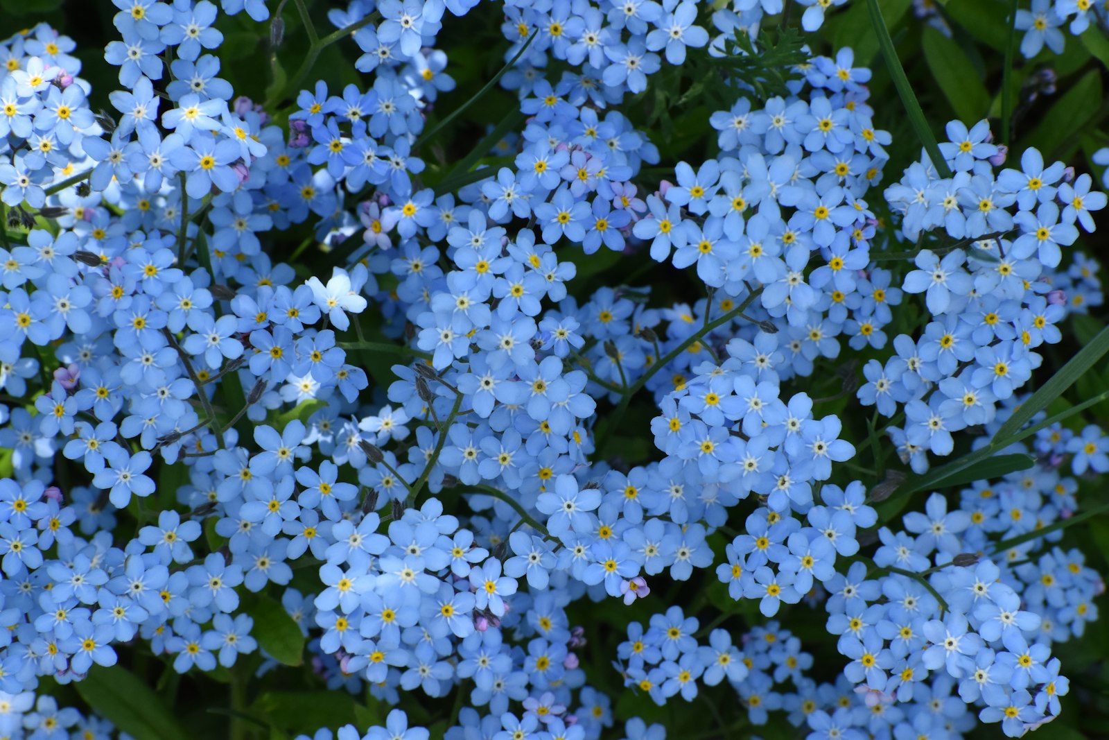 Blue forget-me-not flowers