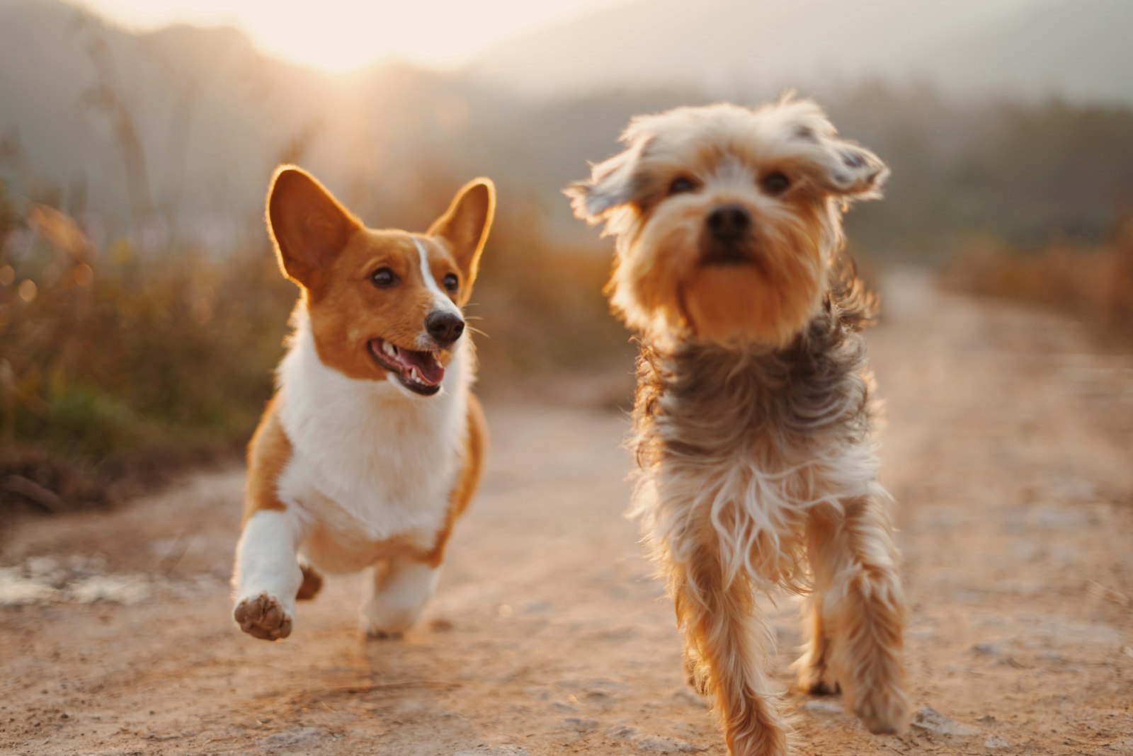 Two happy dogs running along a country path
