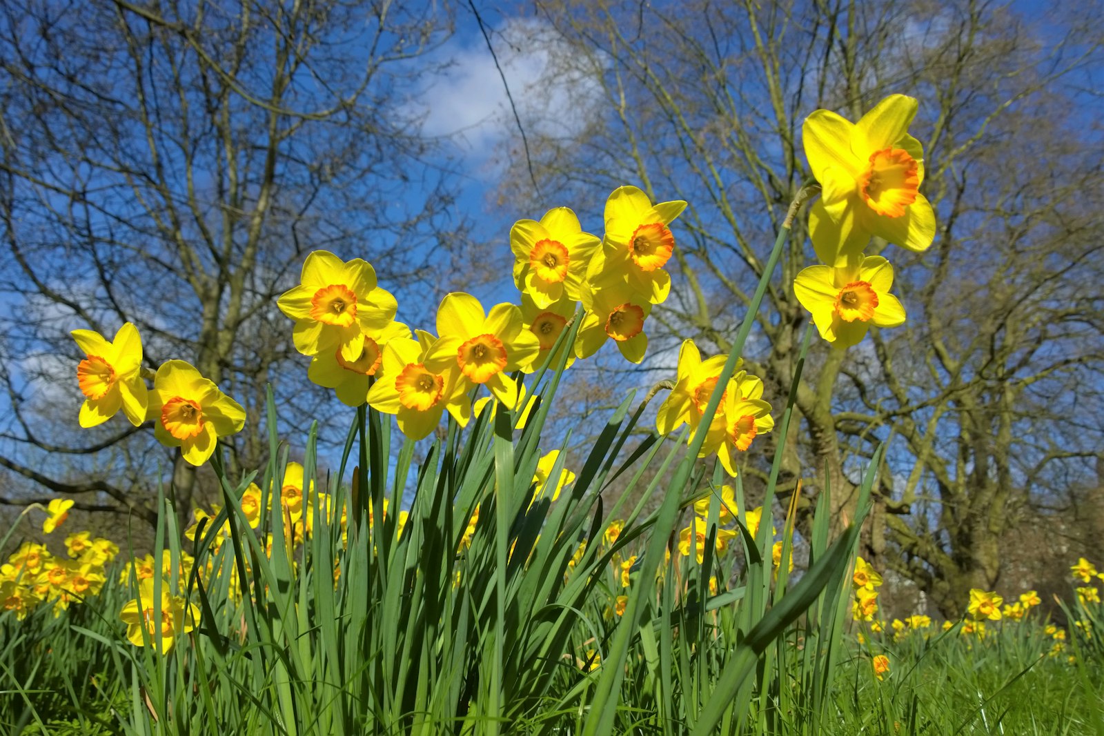 Daffodils blooming under a blue spring sky