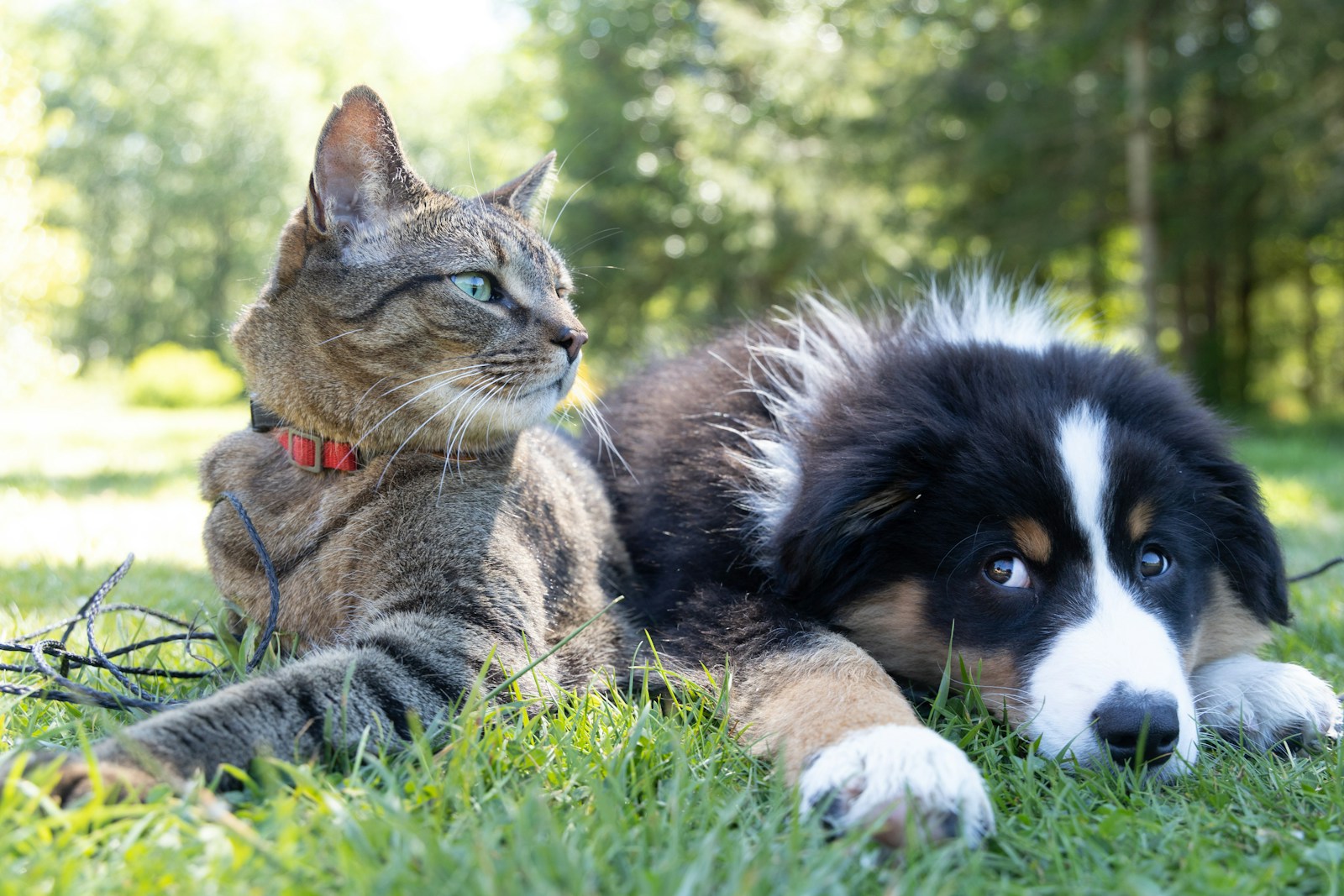 A tabby cat and a black and white puppy lying together on the grass A tabby cat and a black and white puppy lying together on the grass