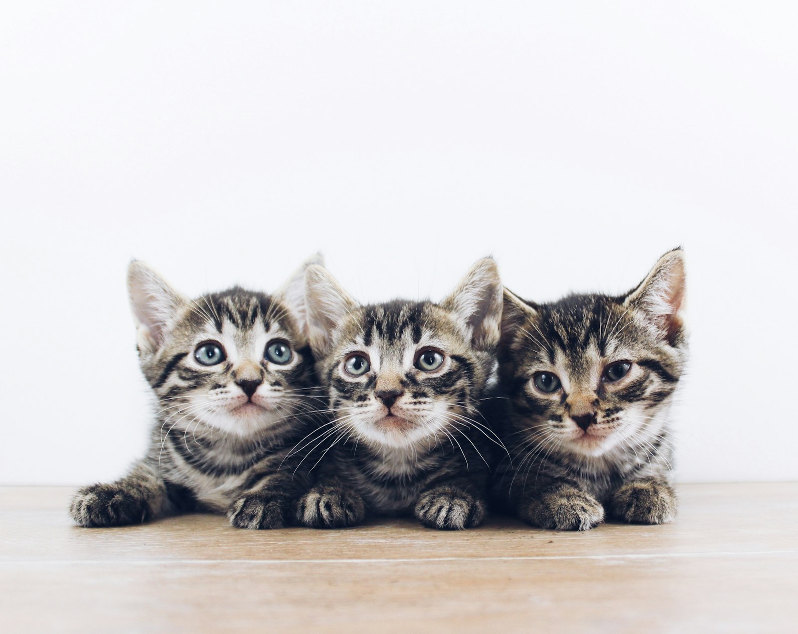 Three tabby kittens lying side by side