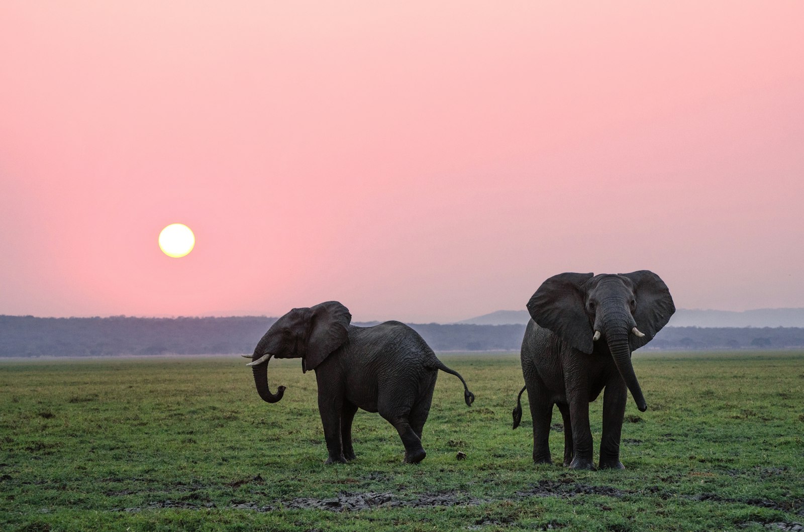 Two elephants on grassland at sunset