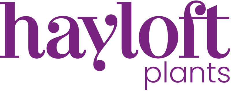 Hayloft logo