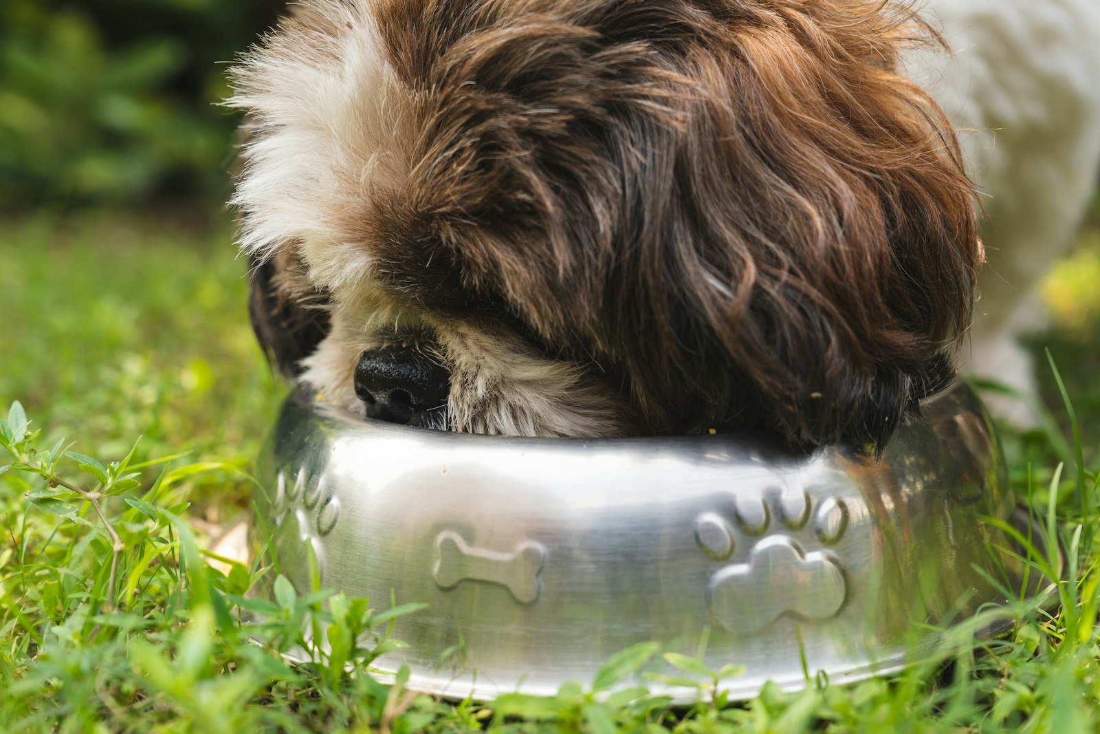 A shaggy brown and white dog eating from a metal bowl on the grass