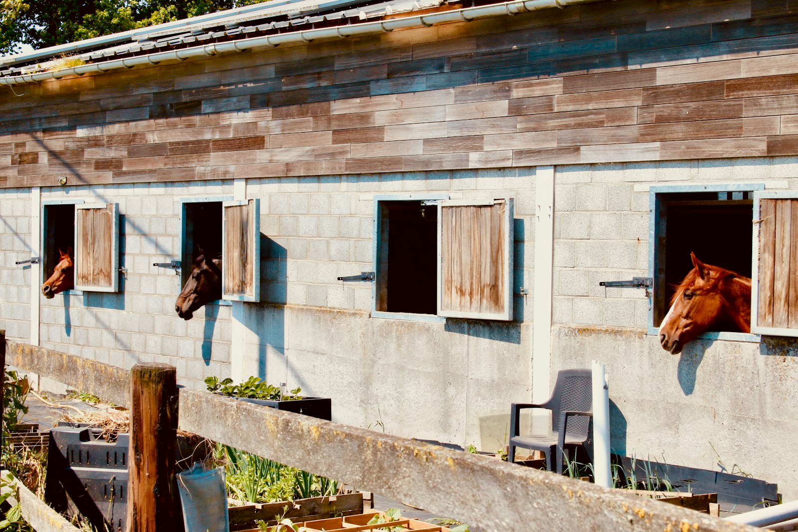 Horses looking out of the windows of a row of stables on a sunny day