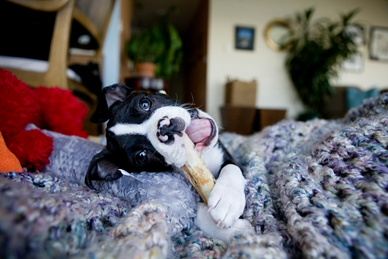 Puppy chewing on a bone while lying on a knitted blanket