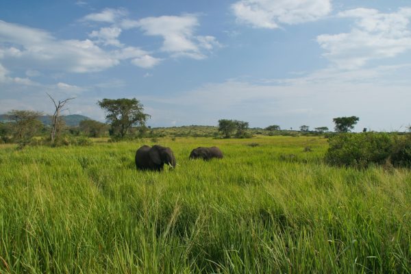 16 Days Safari: All Pearls of Uganda