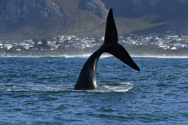 6 days South Africa: Cape Town, Whales and Wines