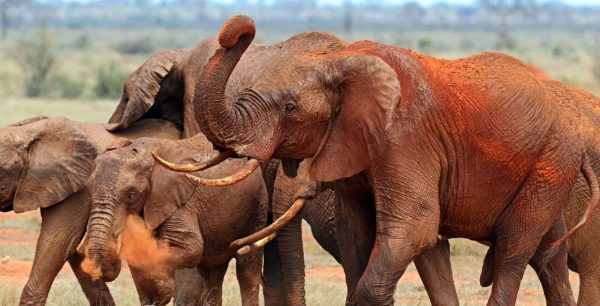 9 days Kenya: Safari adventure & beach relaxation
