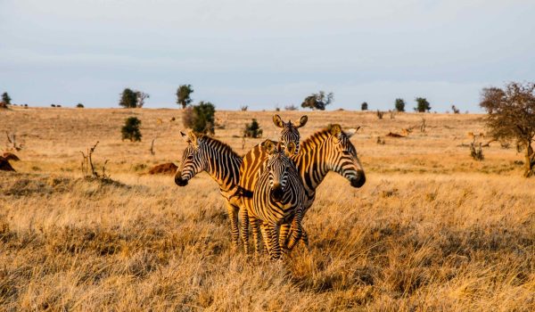 11 days Kenya: Wildlife wonders & beach bliss