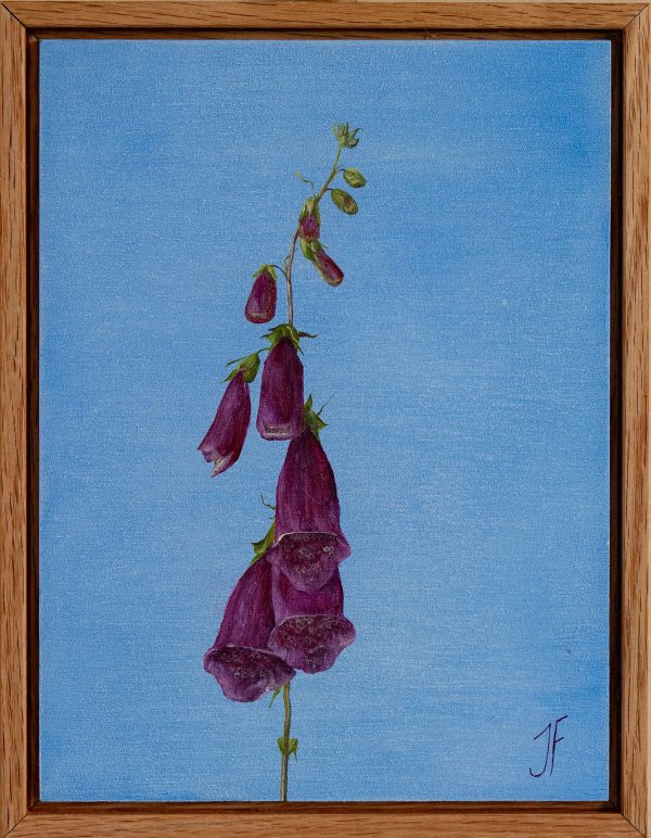 Jasmyn Fraser 'Foxglove' 2026