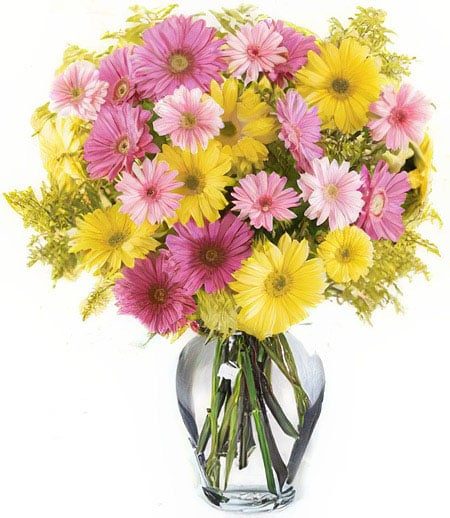 Festival of Gerberas