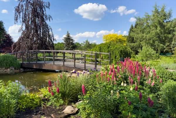 Serene Garden Bridge in Full Bloom