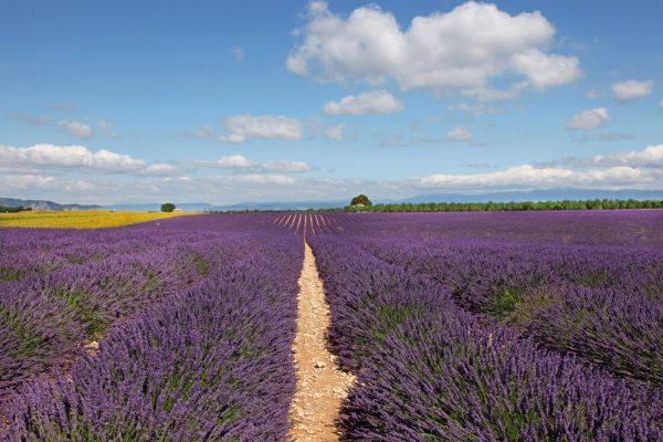 Lavender Fields Under Blue Skies