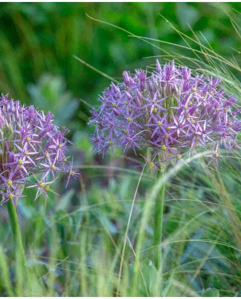 Allium 'Cristophii'
