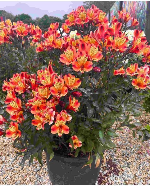 Alstroemeria 'Indian Summer'