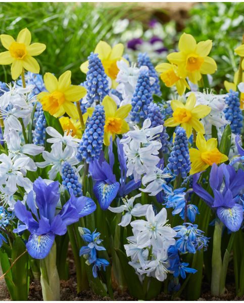 Blissful Spring Bulb Mix