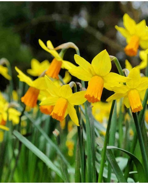 Narcissus 'Jetfire'