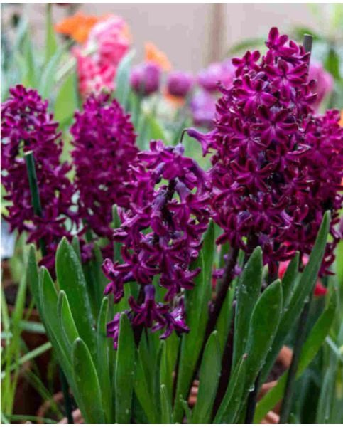 Perfumed Spring Hyacinthus Collection