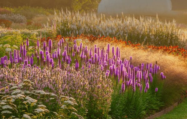Planting the Piet Oudolf Way