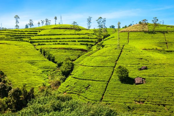Secrets of Sri Lanka