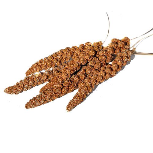 Natural Red Millet Sprays Parrot Treat - 250g