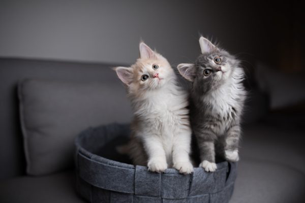 Kitten Insurance