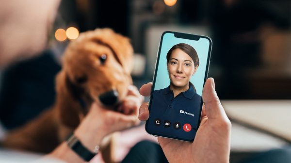 Lifetime Dog Insurance