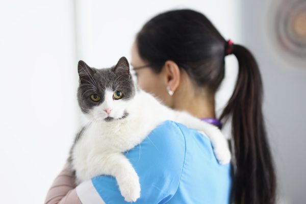 Lifetime Plus Cat Insurance