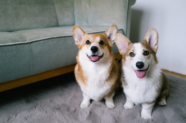 Lifetime Plus Dog Insurance
