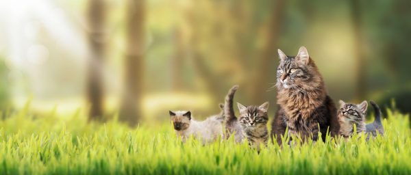 Multi-pet Insurance