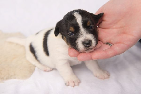 Puppy Insurance