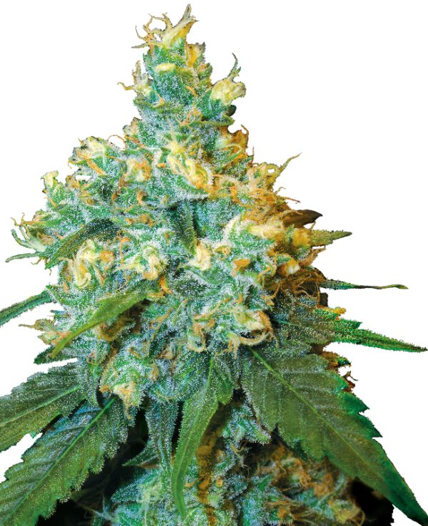 Jack Herer Feminized Seeds