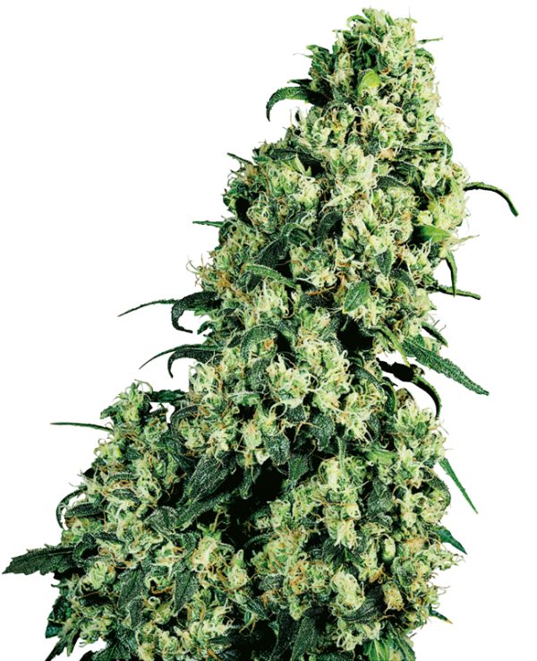 Skunk #1 Feminized Seeds