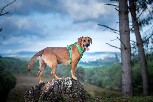 Truelove Easy-On No-Pull Dog Harness