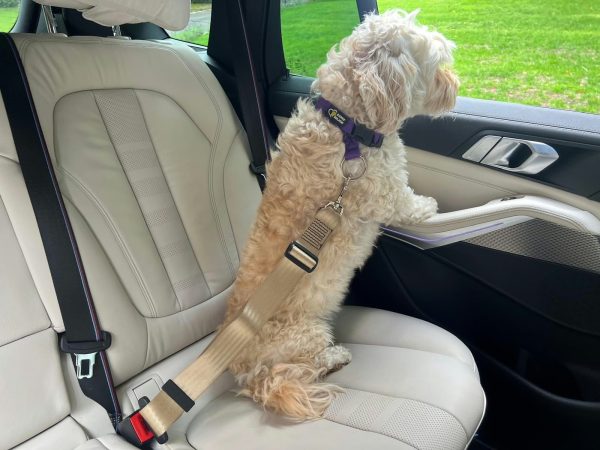 Dog In-Car Adjustable Seat Belt