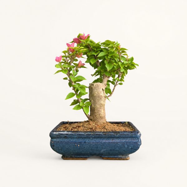 Bougainvillea Flowering Bonsai Tree | Broom | In 20cm Pot