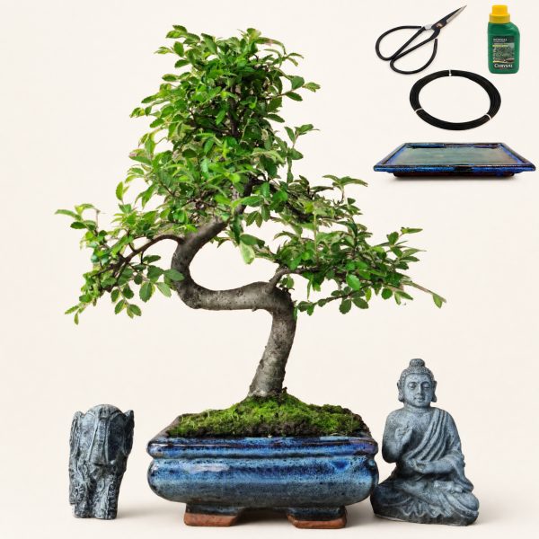 Chinese Elm in 15cm Pot Inc: Drip Tray & Bonsai Tree Starter Kit
