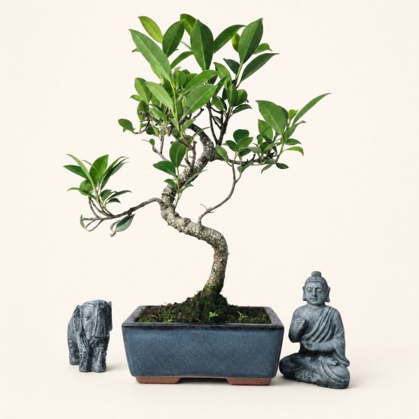 Ficus microcarpa (Banyan Fig) Indoor Bonsai Tree | Shaped | In 15cm Pot