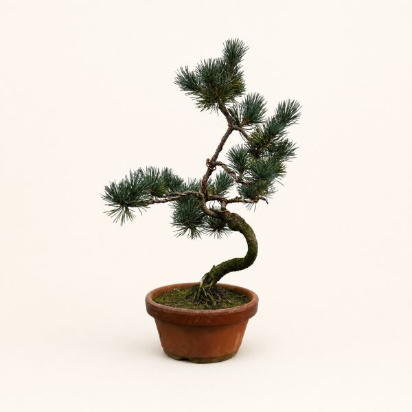 Japanese White Pine (Pinus parviflora) Bonsai Tree | Shaped | In 16cm Pot