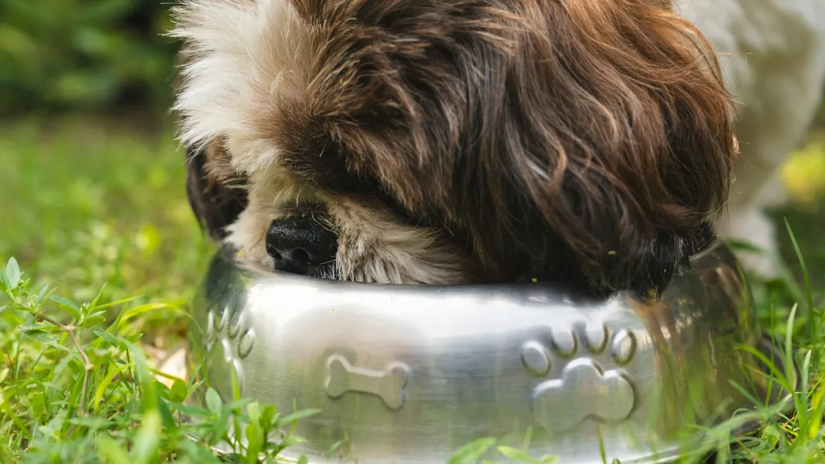 A long-haired brown and white dog eating from a metal food bowl on the grass