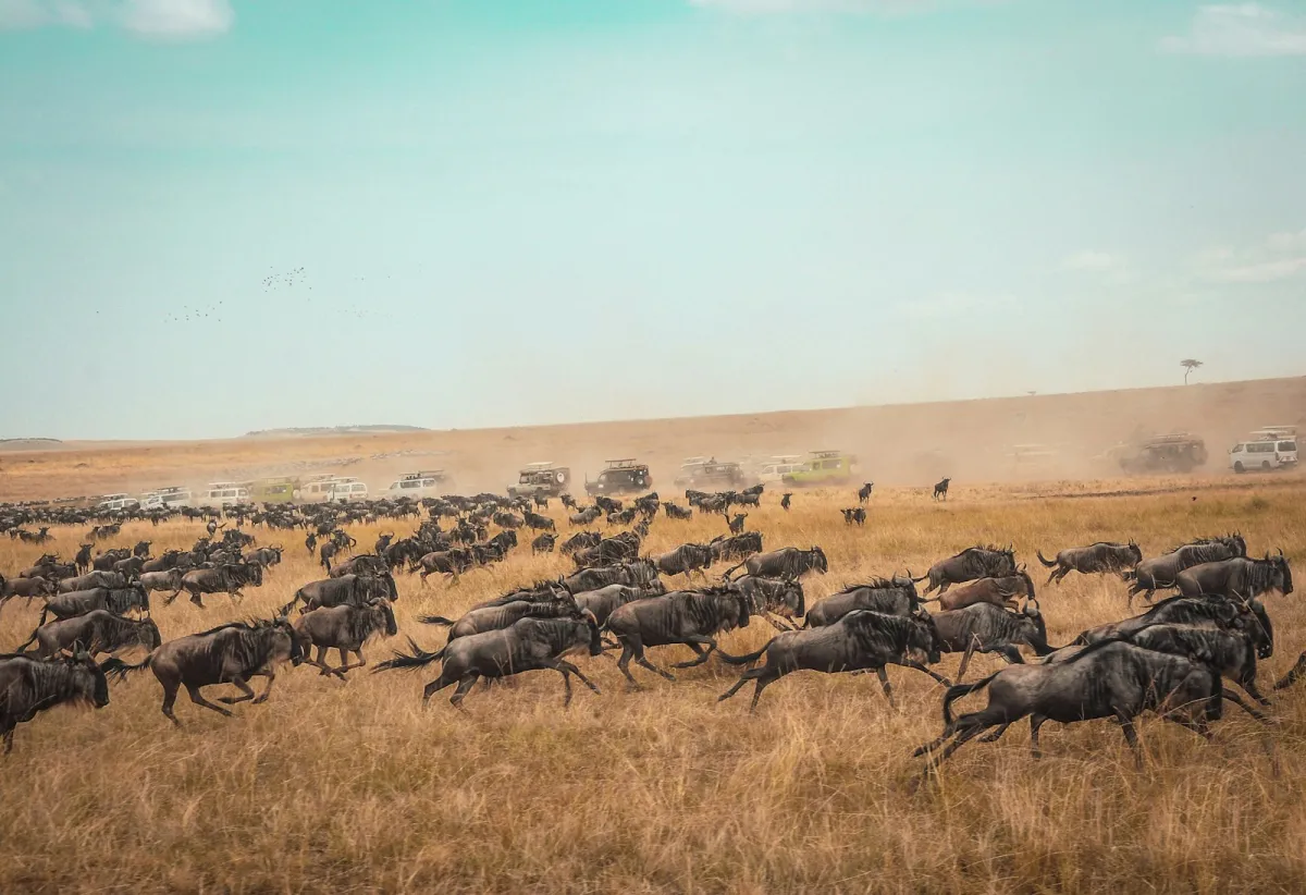 A herd of wildebeest running across golden savanna with safari vehicles in the distance