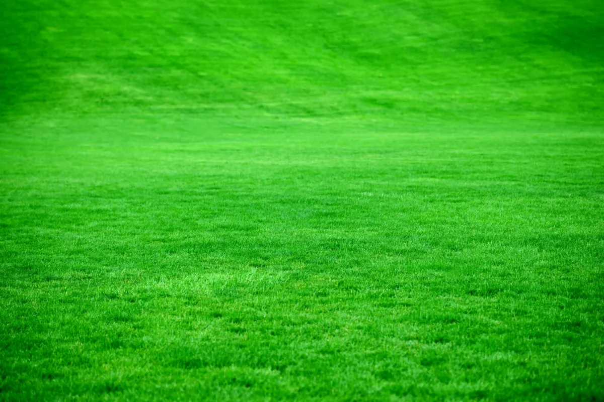 A neatly mown green lawn A neatly mown green lawn