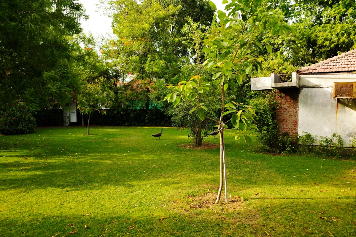 A sunny garden lawn surrounded by trees and shrubs