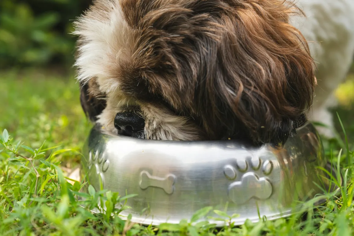 A shaggy brown and white dog eating from a metal bowl on the grass