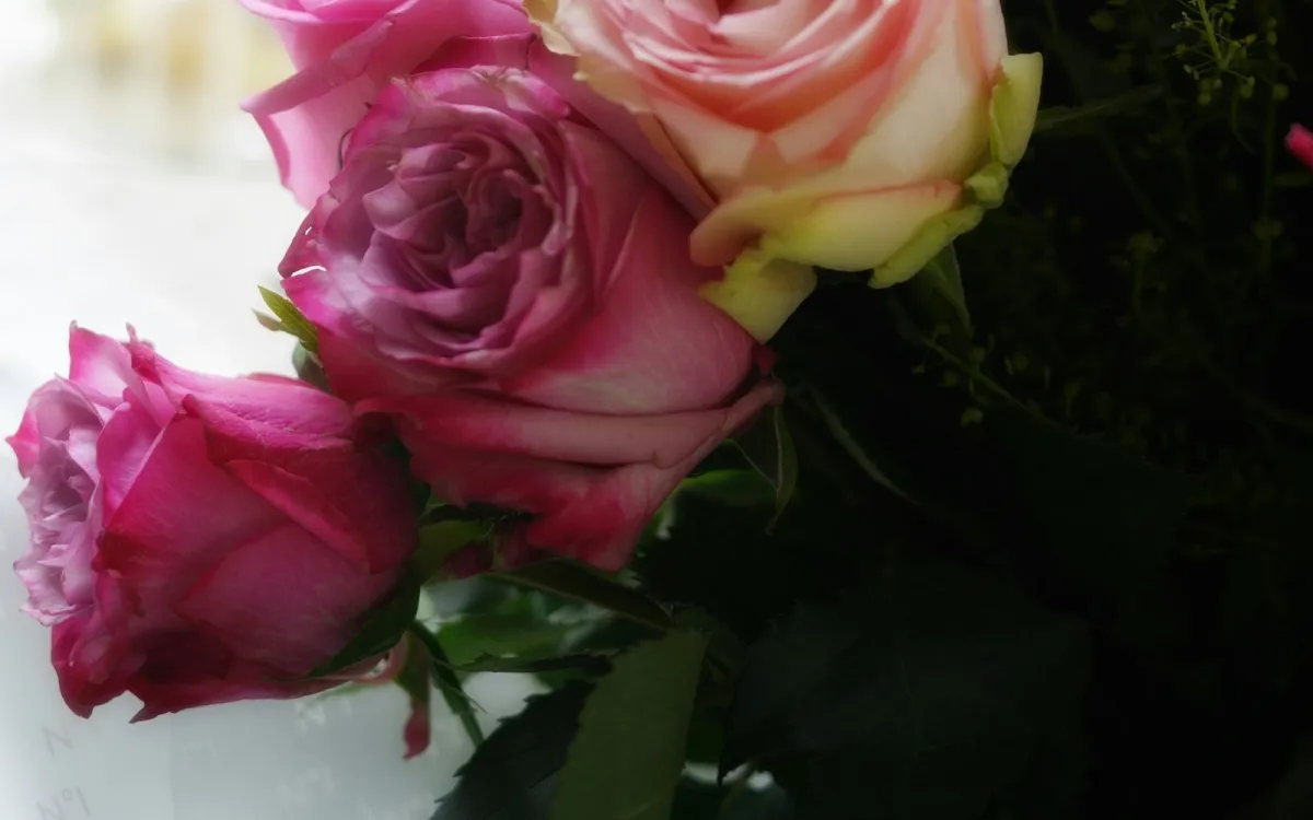 Close-up of a bouquet of pink and cream roses with green foliage