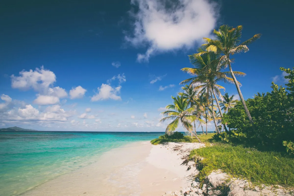 Caribbean beach with palm trees and clear turquoise water Caribbean beach with palm trees and clear turquoise water