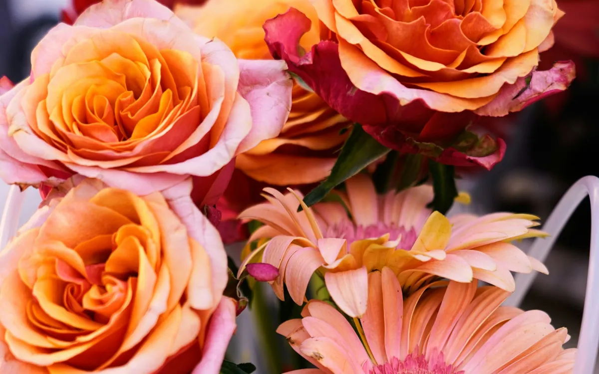 A bouquet of peach roses and pink gerbera daisies A bouquet of peach roses and pink gerbera daisies