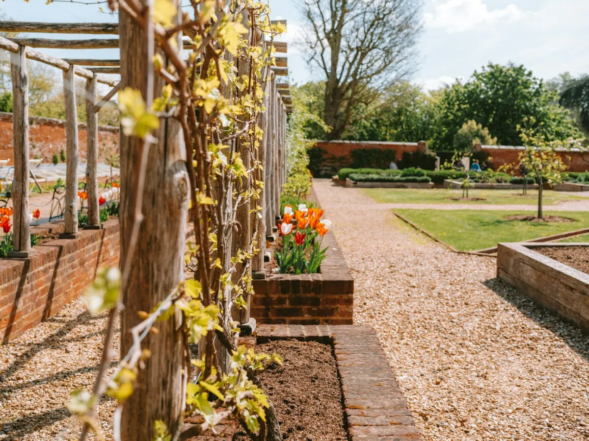 A gravel path beside brick raised beds and tulips in a walled garden A gravel path beside brick raised beds and tulips in a walled garden