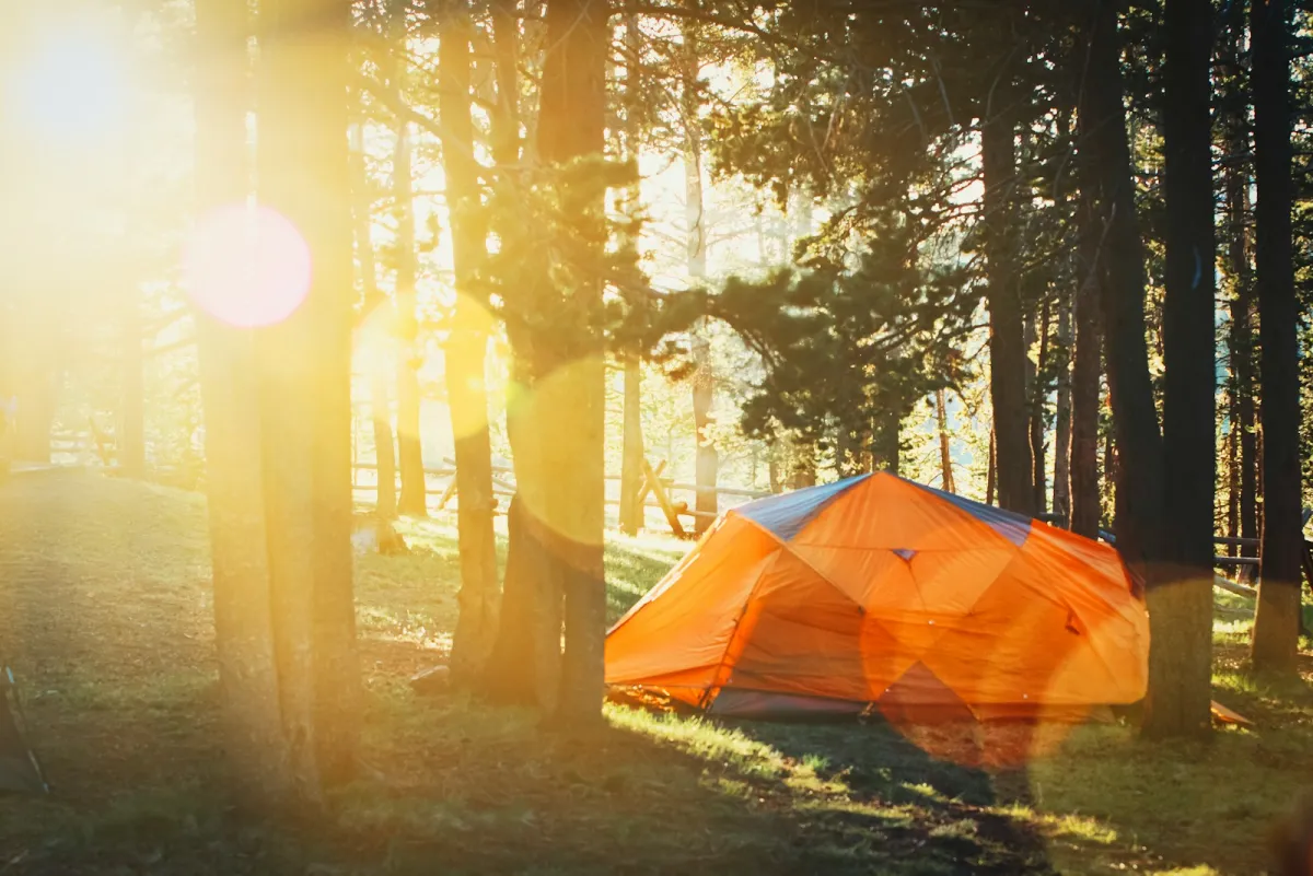 An orange tent pitched among pine trees in low evening sun